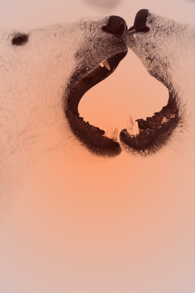 Полярные медведи обои