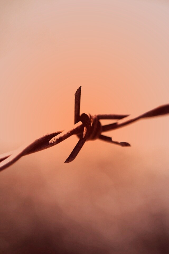 Фото колючей проволоки обои