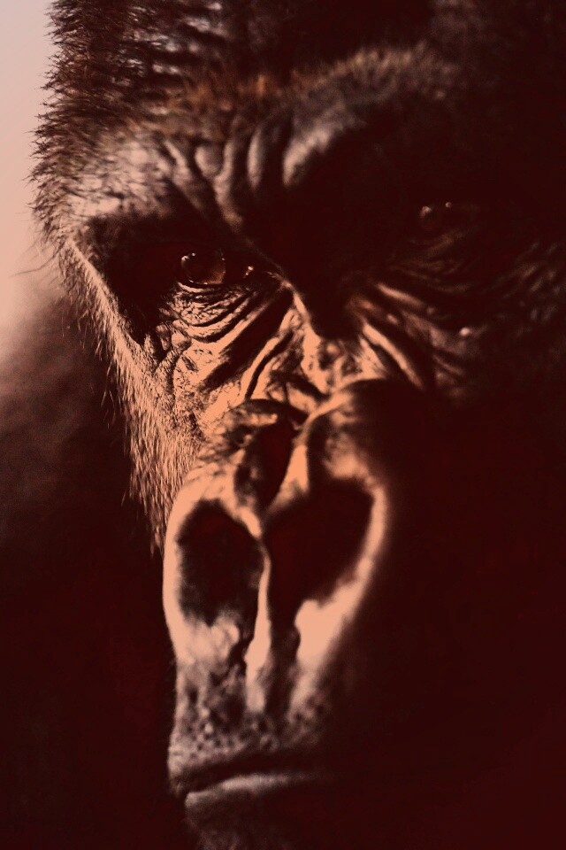 Фото орангутанга обои