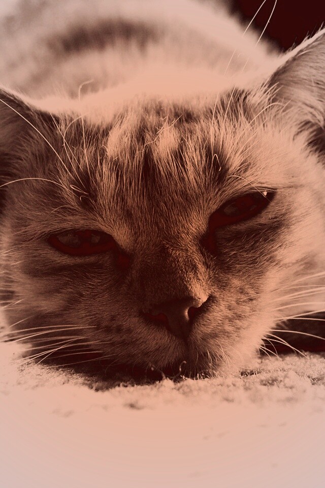 Кошара обои