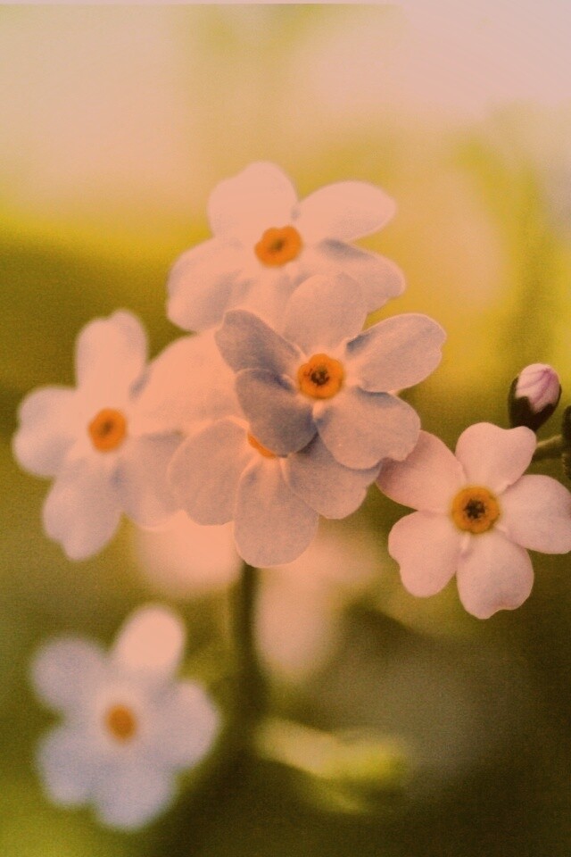 Обои цветов обои