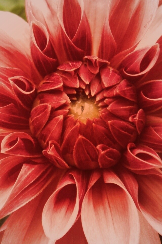 Аленький цветочек обои