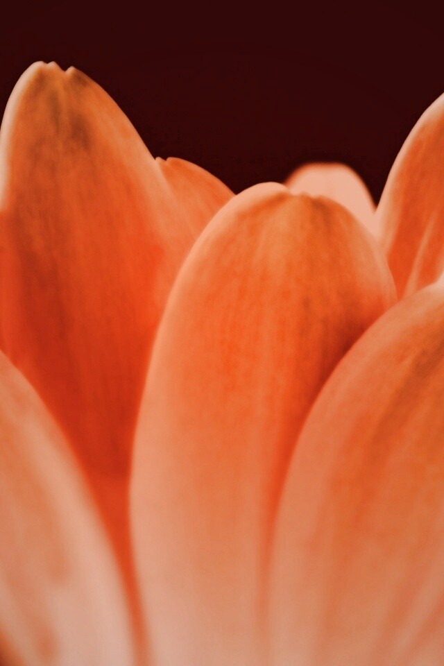 Цветочные лепестки обои