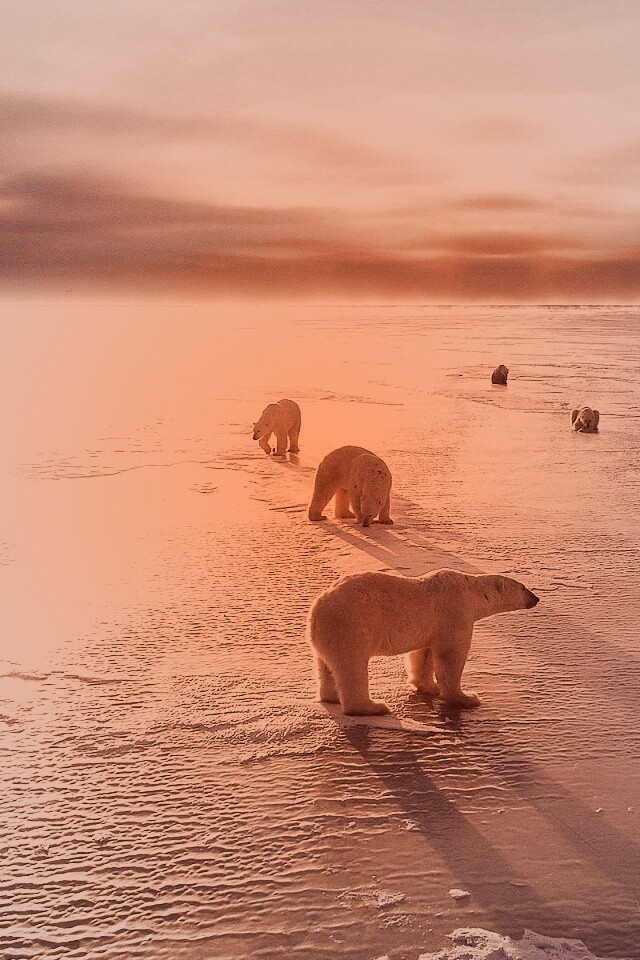 Полярные медведи обои