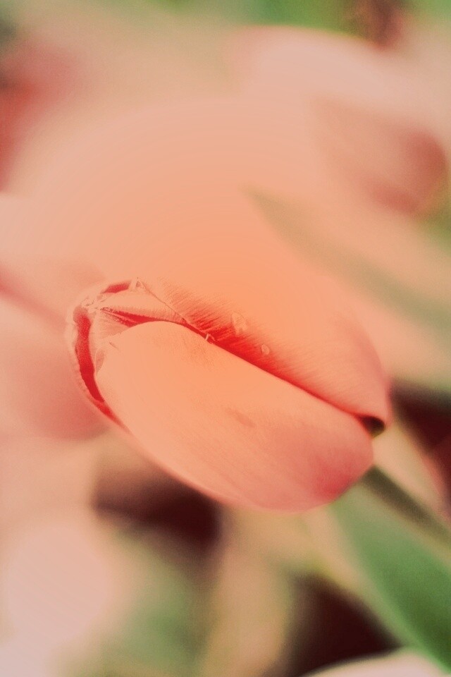 Красивый тюльпан обои