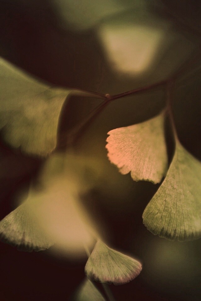 Дикие зеленые листья обои