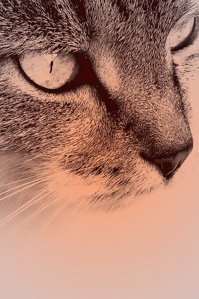 Очень красивый кот обои