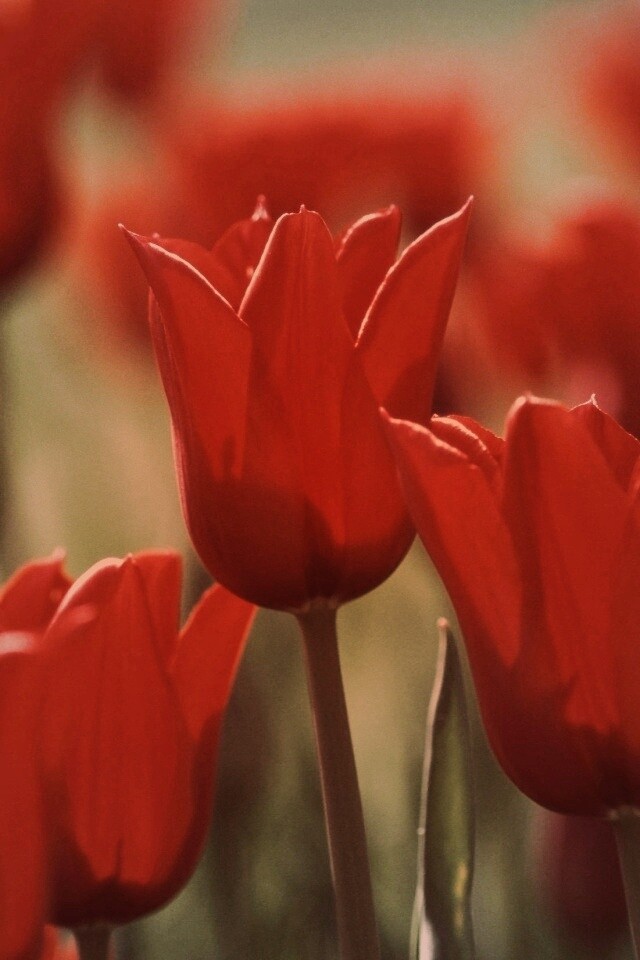Красные цветы обои