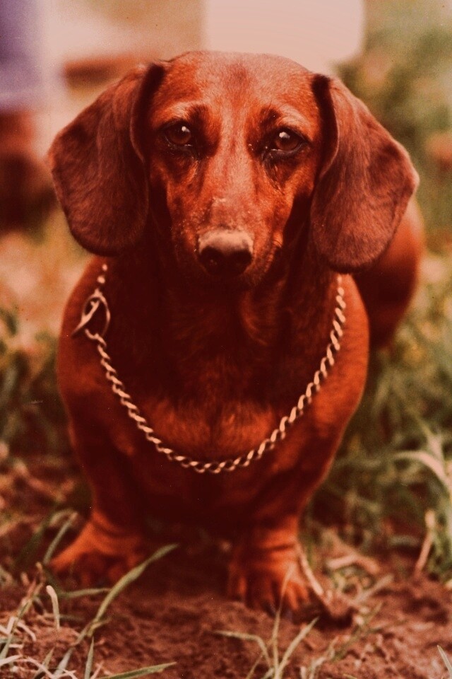 Рыжая такса обои