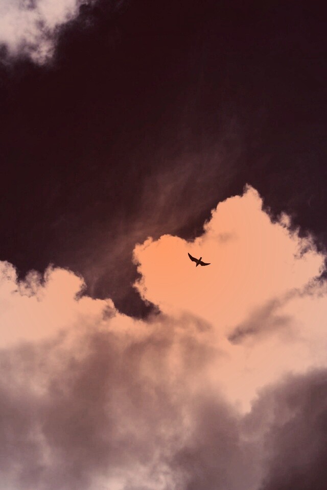 Птица в небе обои