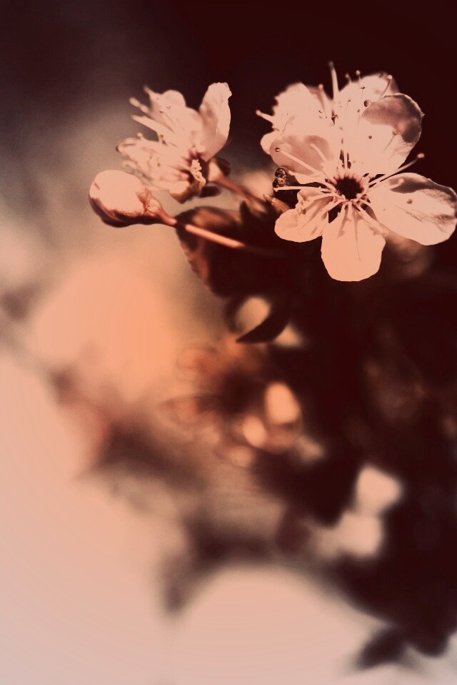 Цветок вишни обои