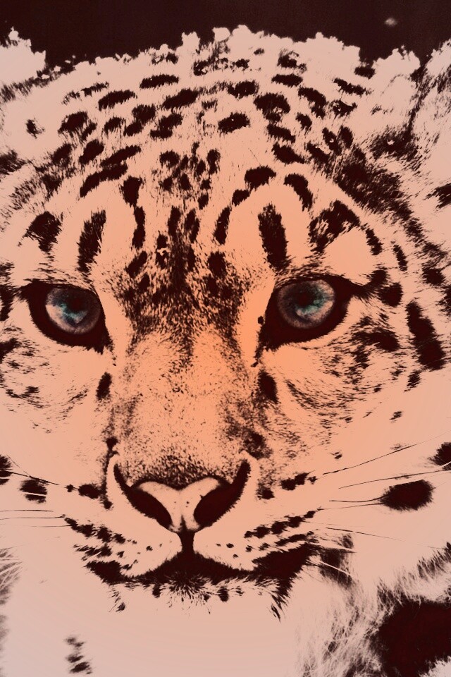 Снежный барс обои