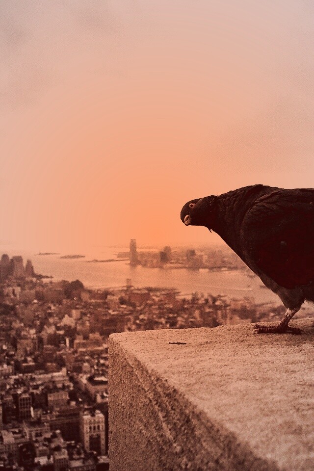 Любознательный голубь обои