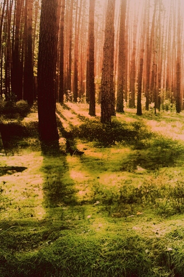 Солнечный лес обои