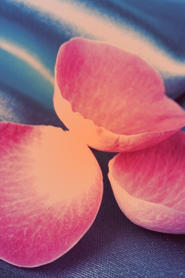 Лепестки розы на голубой ткани обои