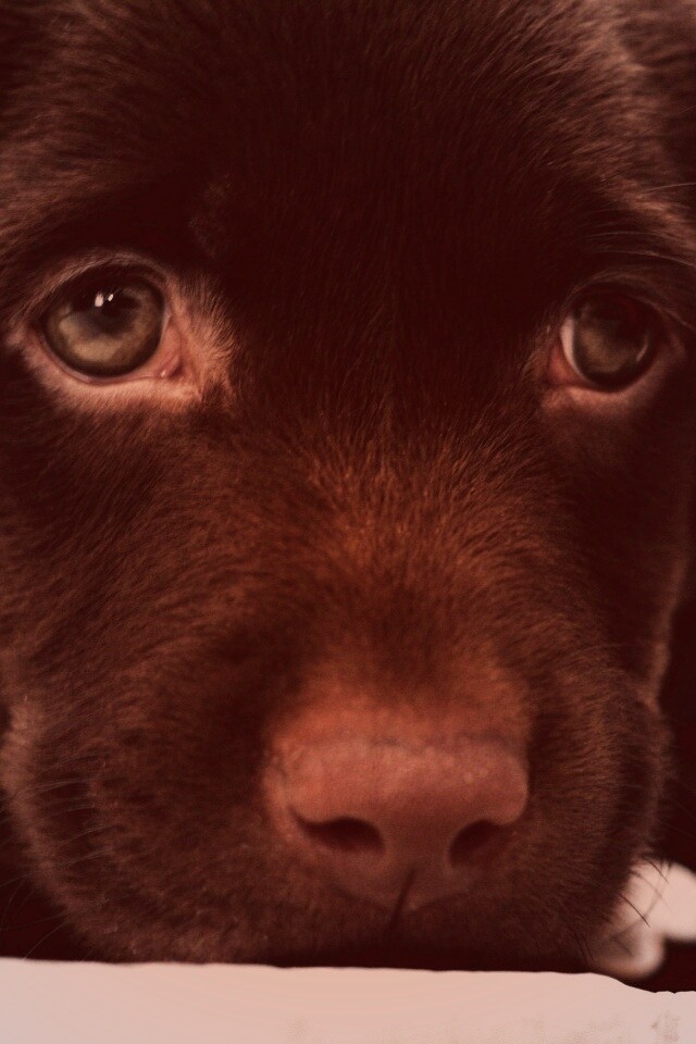 Пушистый шоколадка обои