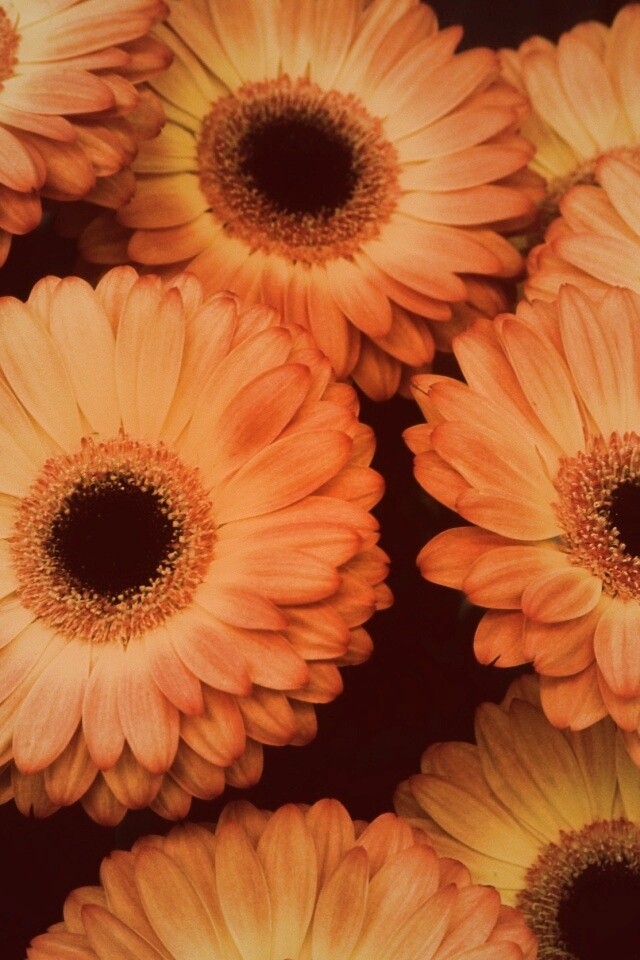 Желтые герберы обои