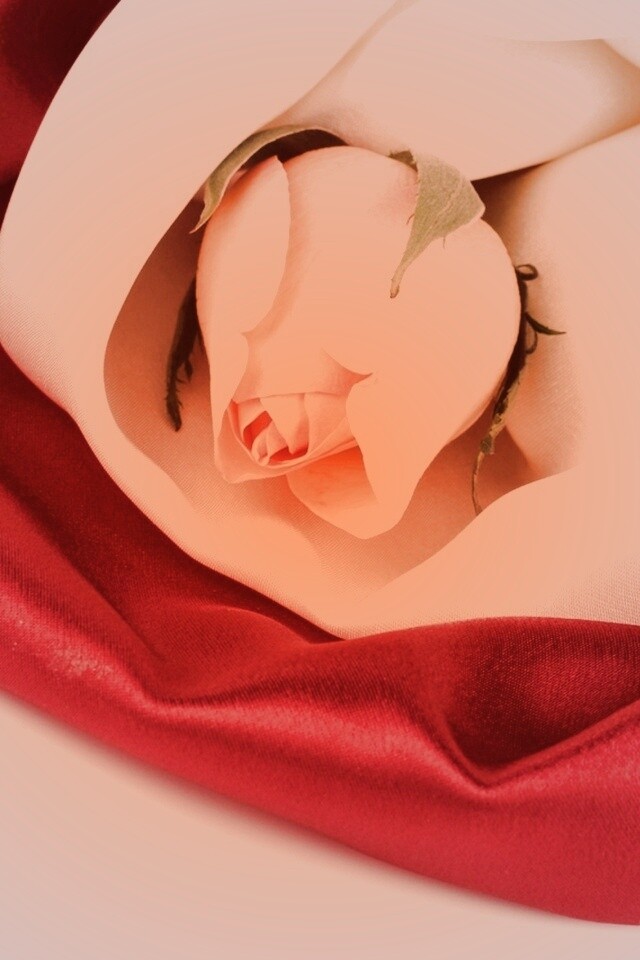 Нераспустившийся цветок розы в шелке обои