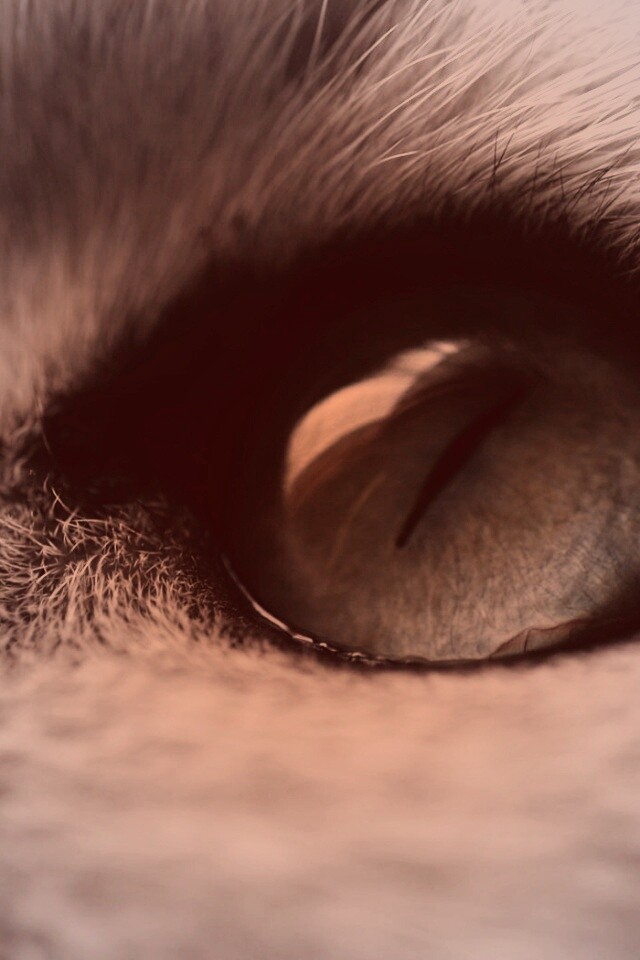 Кошачий глаз обои