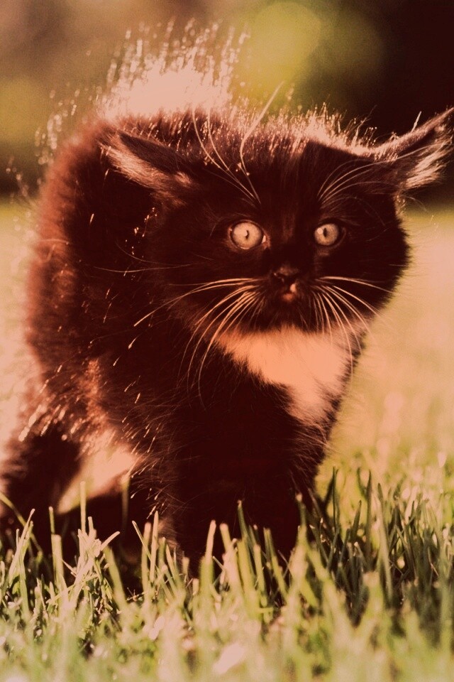 Кот воитель обои