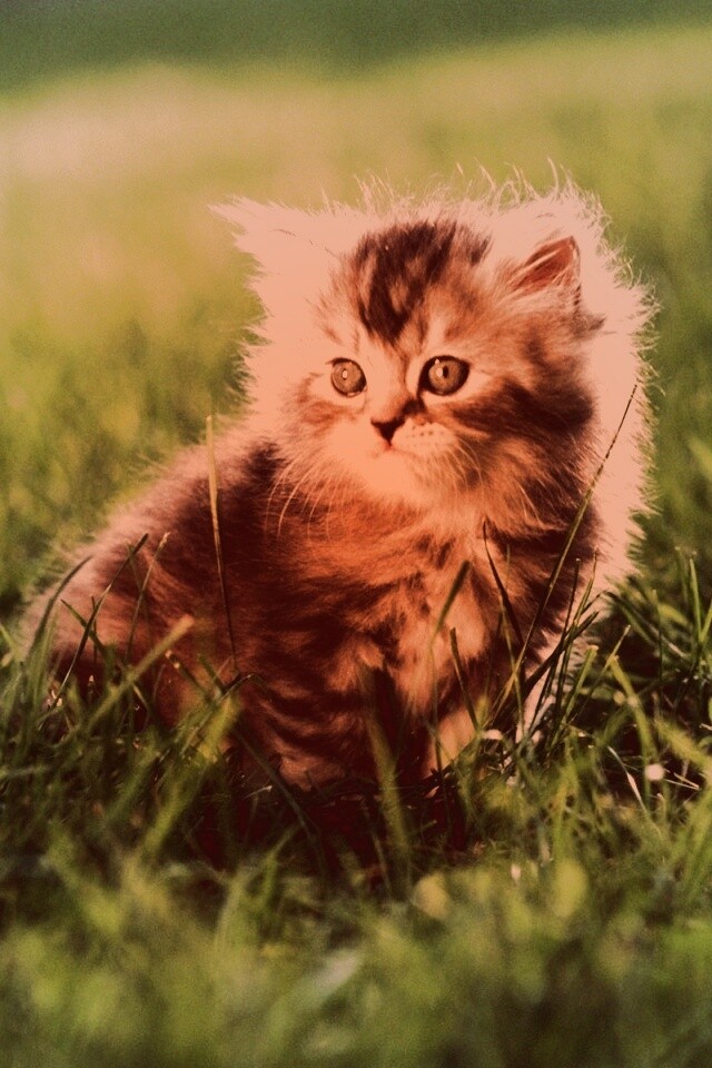 Пушистый котенок в траве обои