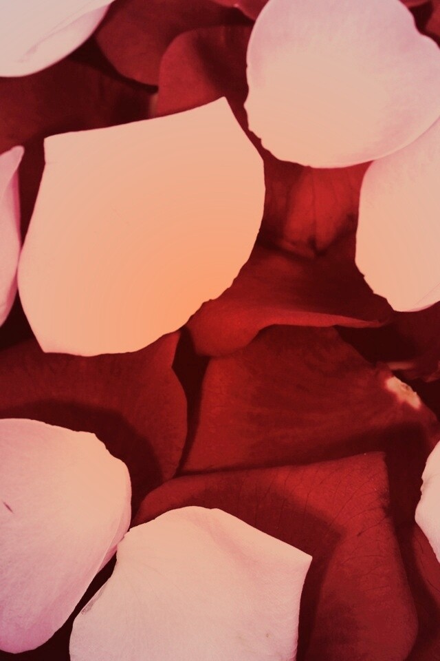 Розовые и красные лепестки обои