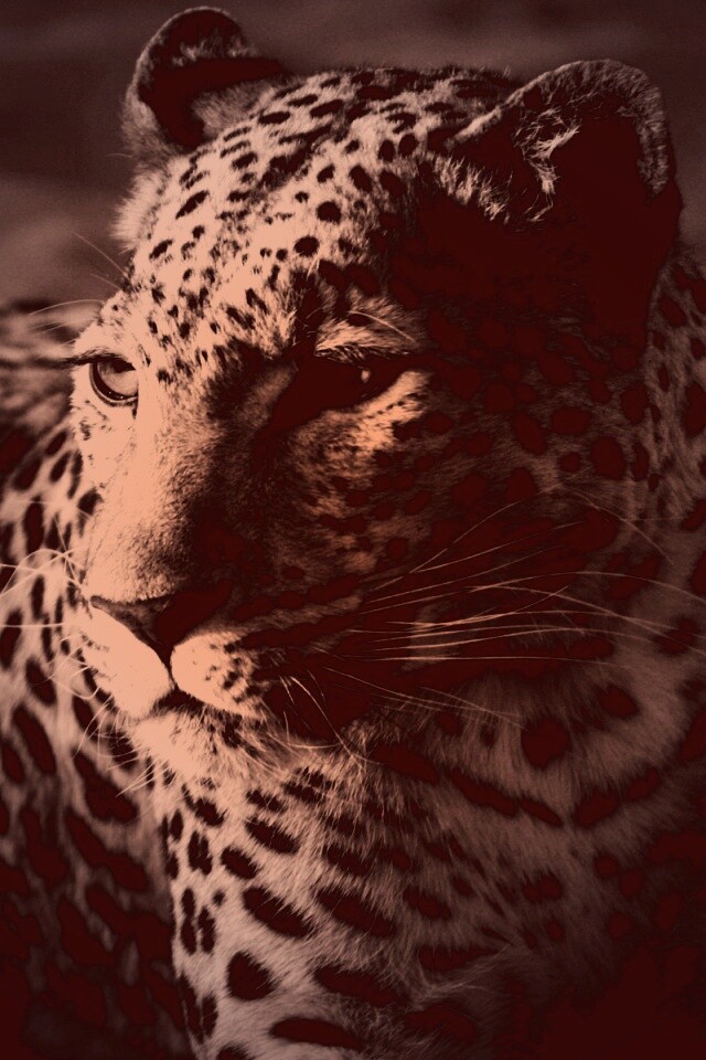 Леопард обои