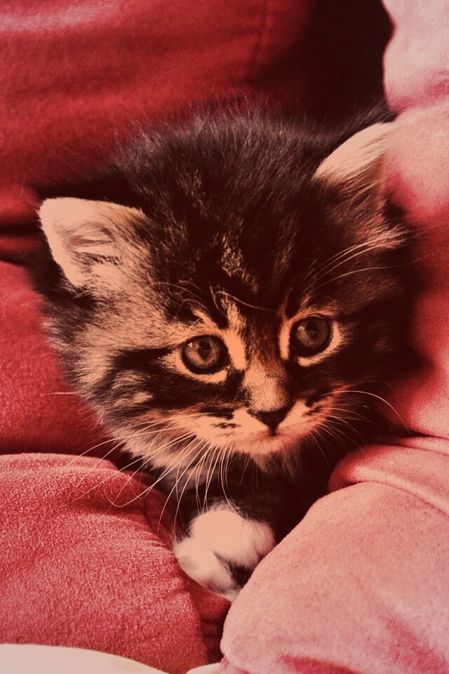 Котенок в подушках обои