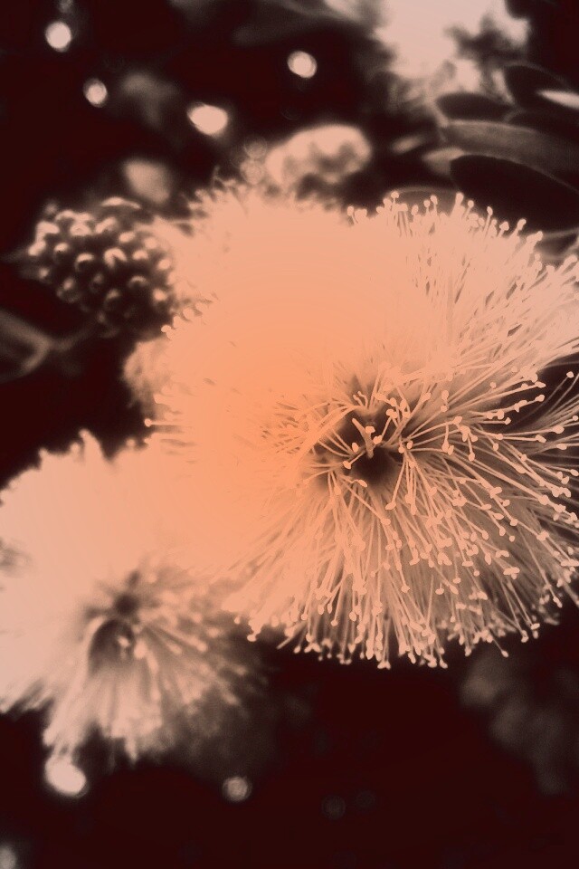 Сказочный цветок обои