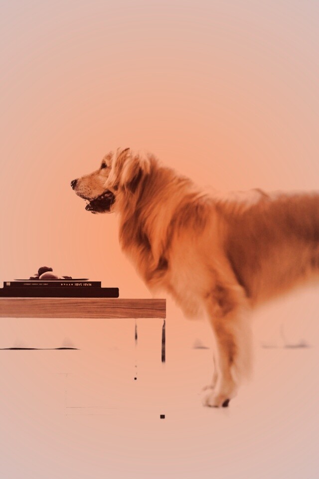 Лабрадор Ретривер обои