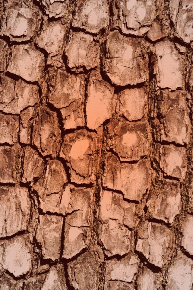 Кора дерева обои