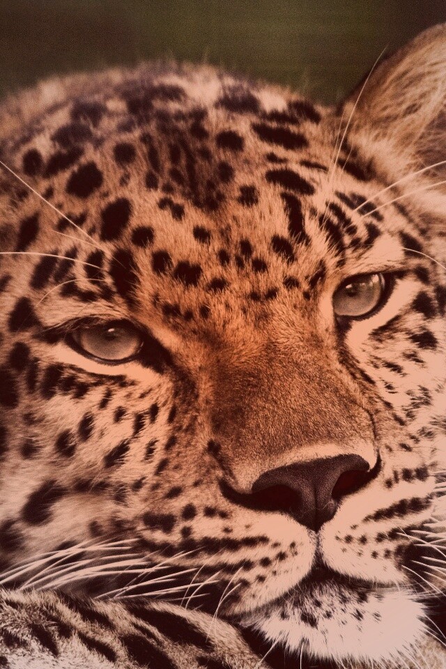 Злопасный ягуляр обои