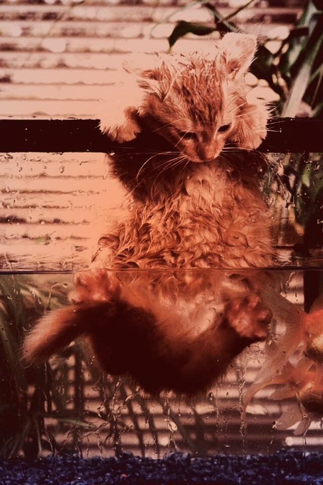 Мокрая киска обои