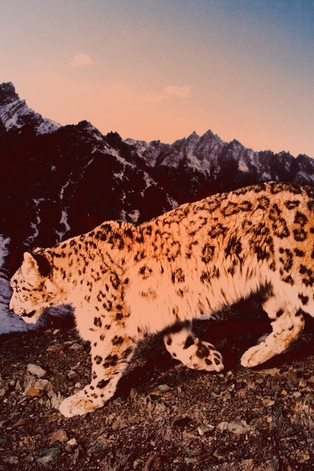 Леопард обои