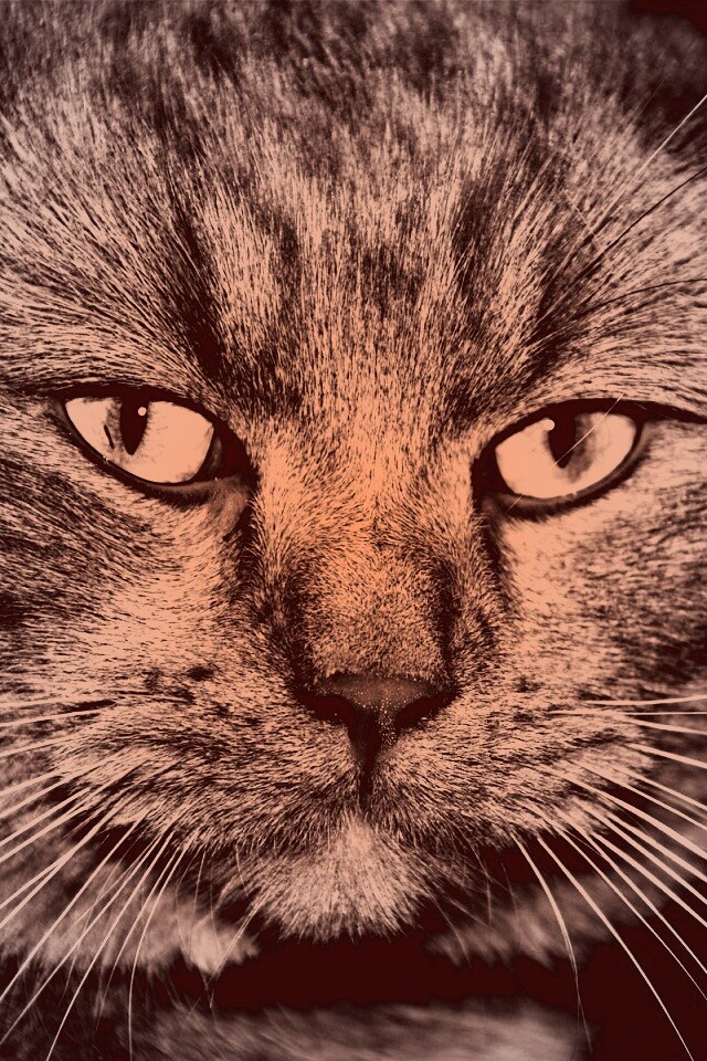 Мудрый кот обои