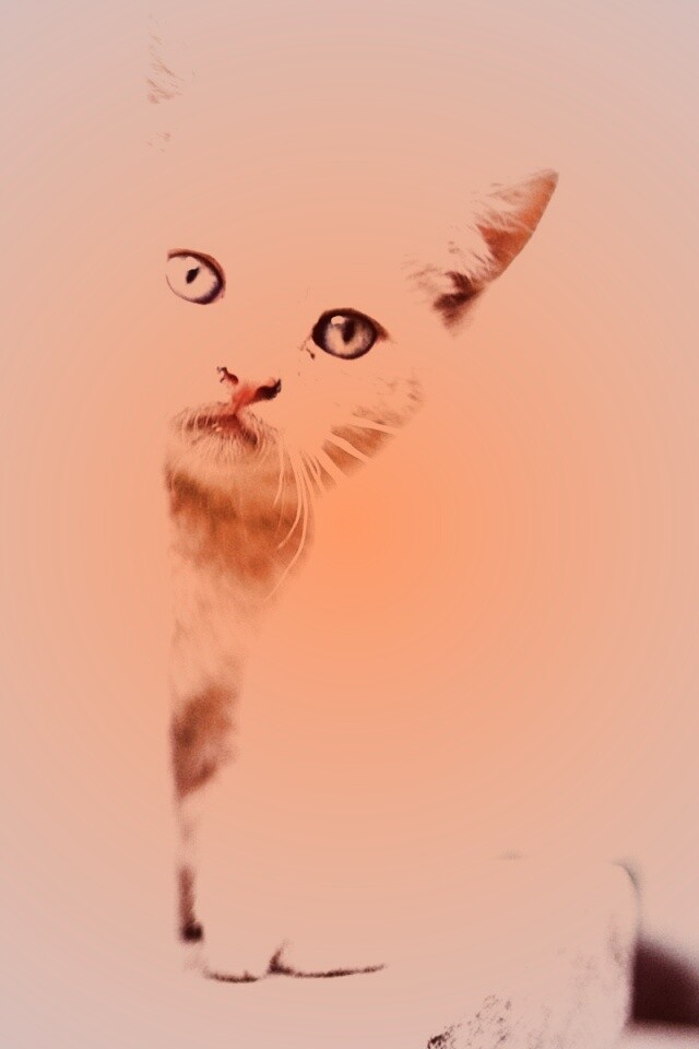 Котик из-за угла обои