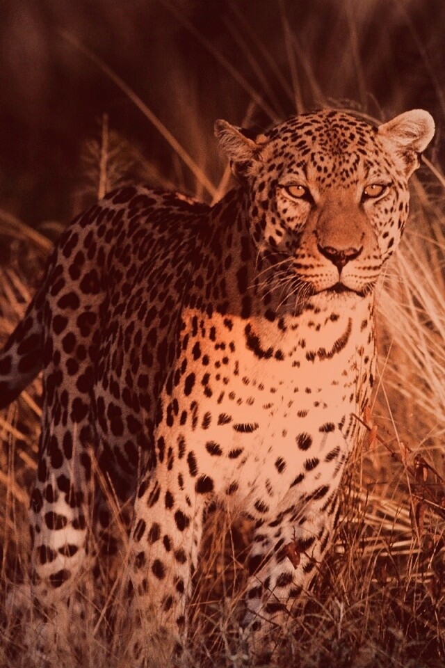 Леопард на охоте обои