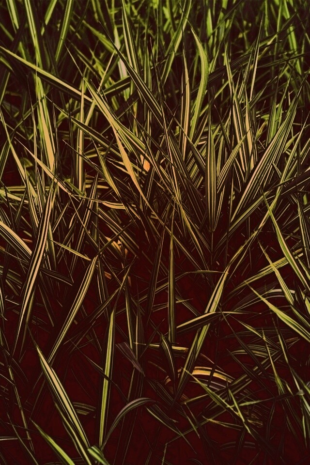 Дикая трава обои