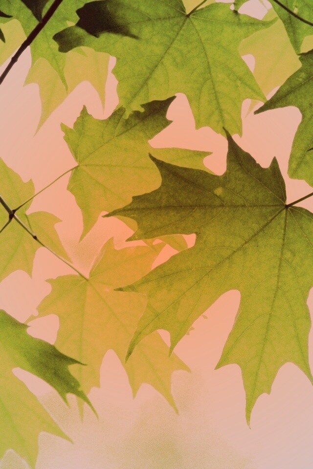 Кленовые листья обои