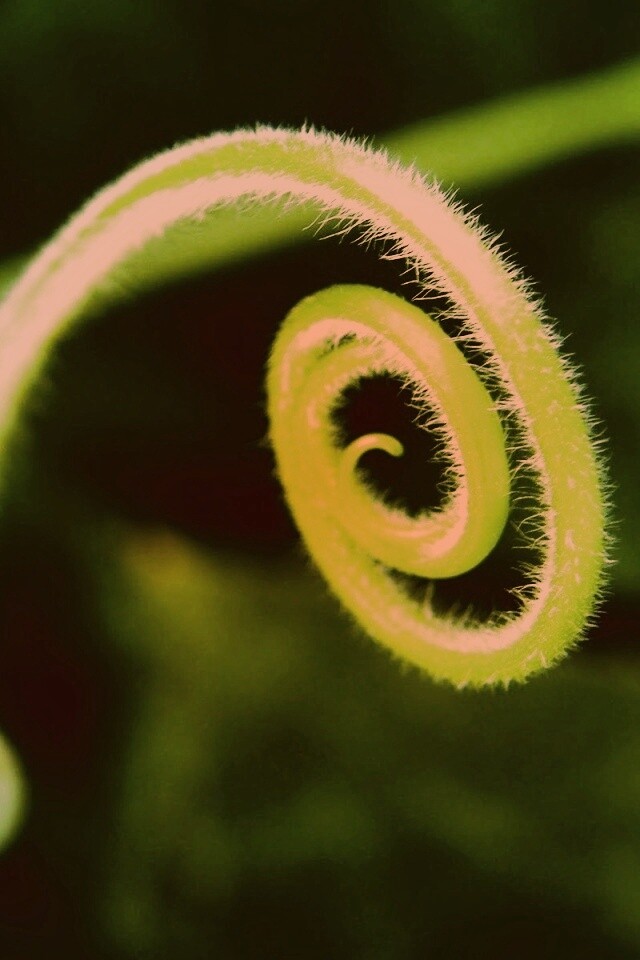 Завитушка растения обои