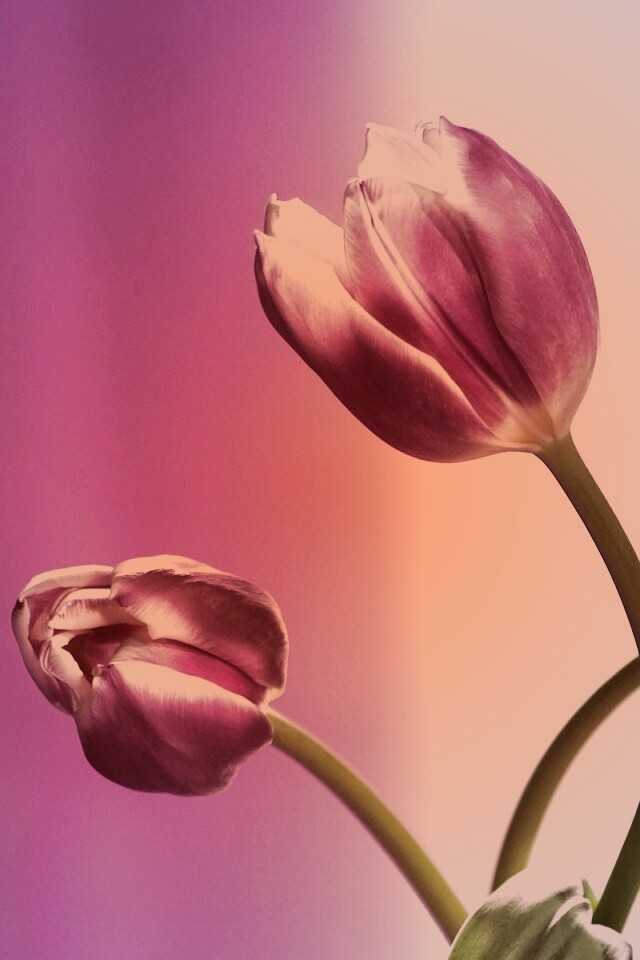 Сиреневые цветы обои