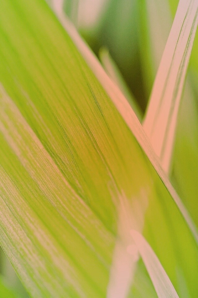 Идеальный кусочек зелени обои