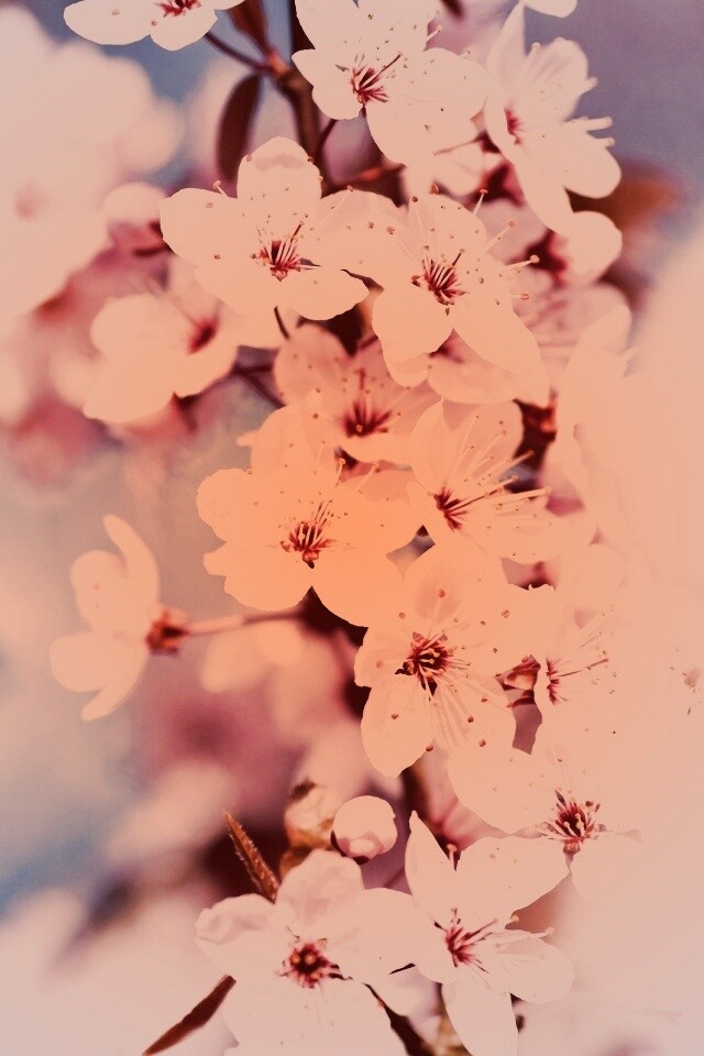 Цветение вишни обои