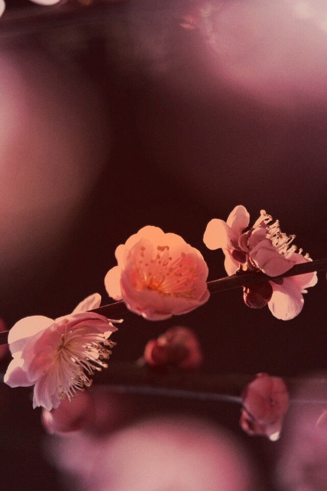 Цветущая вишня обои