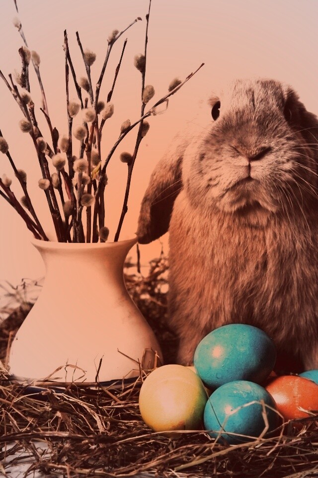 Пасхальный кролик обои