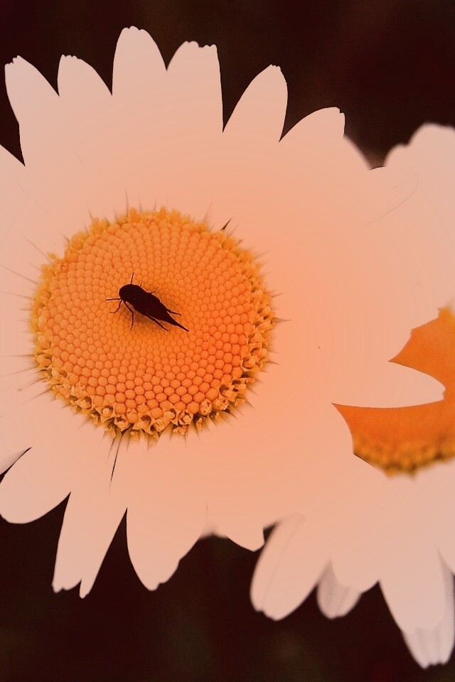 Ромашки обои