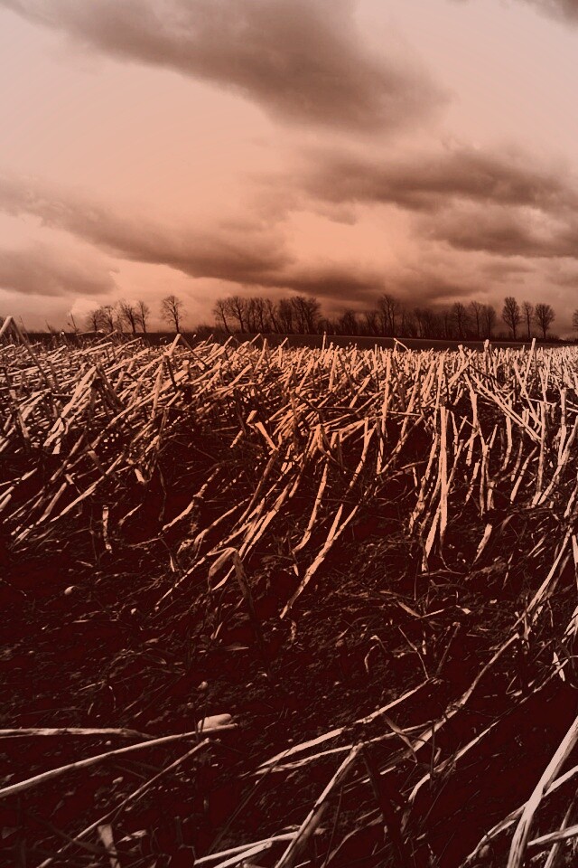 Убранное поле обои