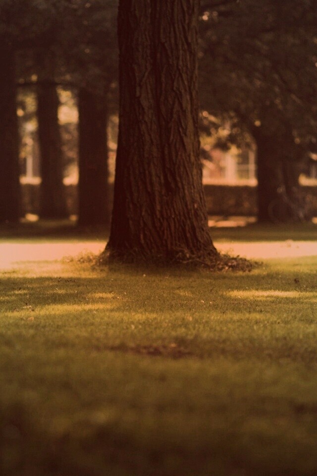 Ствол дерева обои