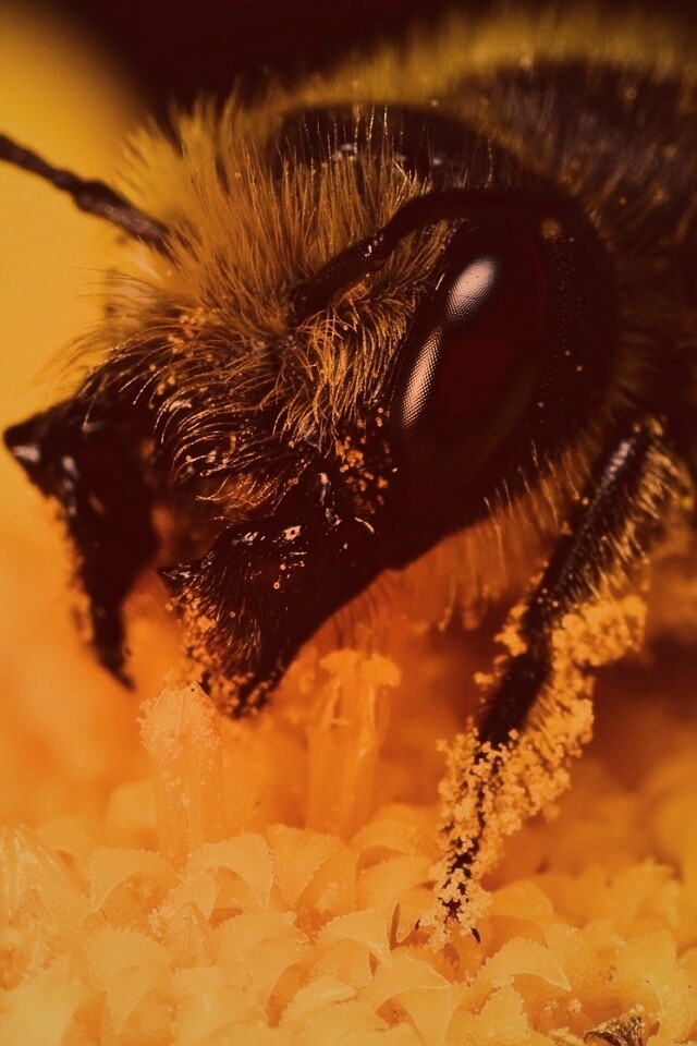 Пчела крупным планом обои