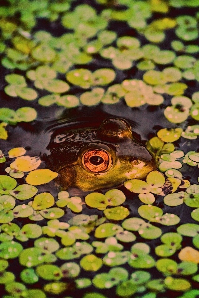 Маленькая лягушка обои